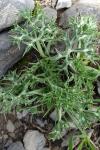 Eryngium bourgatii