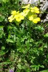 Erysimum duriaei