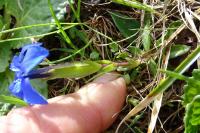 Gentiana verna var. verna