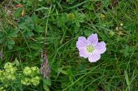 Geranium cinereum