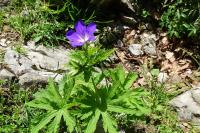 Geranium sylvaticum