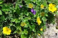 Geum pyrenaicum