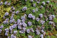Globularia repens
