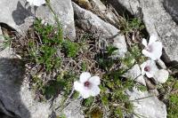 Linum alpinum