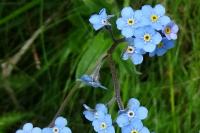 Myosotis alpestris