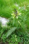 Pedicularis foliosa