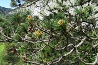 Pinus mugo