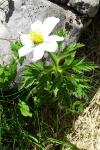 Pulsatilla alpina