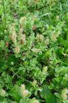 Salix pyrenaica