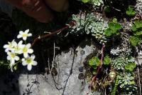 Saxifraga paniculata