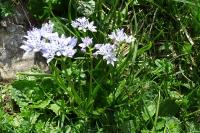 Tractema umbellata