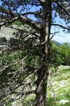 Pinus mugo