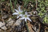 Ornithogalum