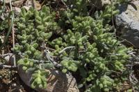 Teucrium aureum