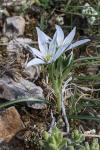 Ornithogalum