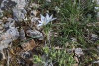 Ornithogalum