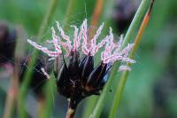 Juncus jacquinii