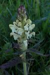 Pedicularis comosa