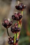 Juncus alpinoarticulatus