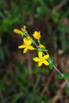 Hypericum pulchrum