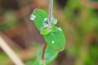 Hypericum pulchrum