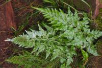 Asplenium adiantum-nigrum