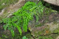 Asplenium trichomanes