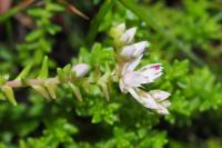 Sedum anglicum