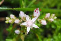 Sedum anglicum