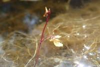 Utricularia minor