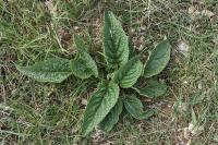 Phlomis herba-venti