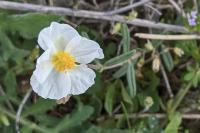 Helianthemum apenninum