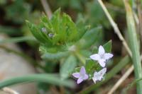 Sherardia arvensis