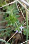 Sherardia arvensis