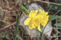 Narcissus assoanus