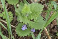 Glechoma hederacea