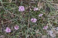 Valeriana tuberosa