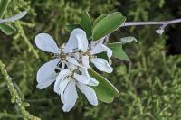 Amelanchier ovalis