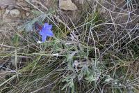 Lithodora fruticosa