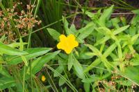 Ludwigia grandiflora