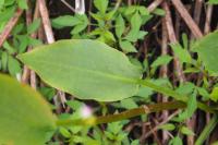 Alisma plantago-aquatica