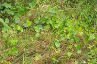 Hydrocotyle vulgaris