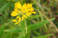 Lysimachia vulgaris