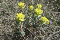 Euphorbia nicaeensis