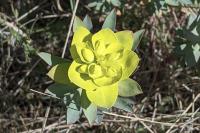 Euphorbia nicaeensis