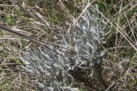 Lavandula latifolia