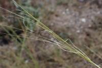 Stipa capillata