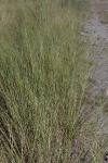 Stipa capillata