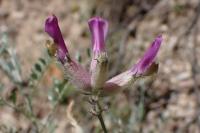 Astragalus vesicarius