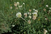 Trifolium montanum